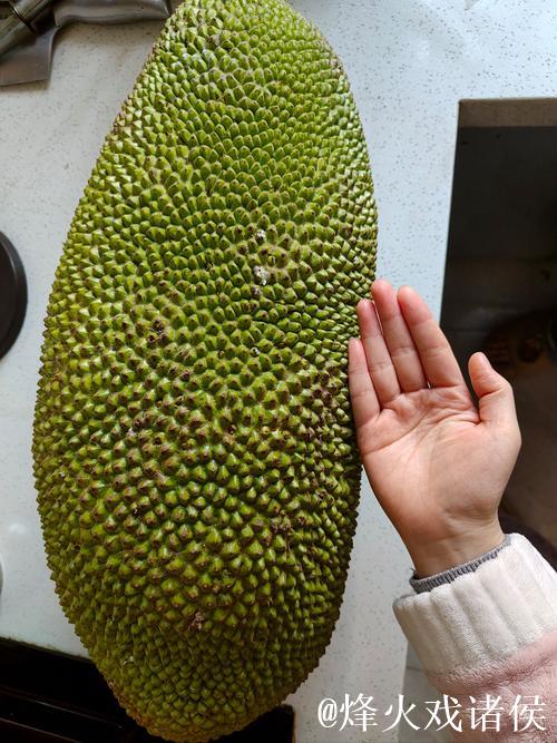 菠萝蜜视频无限免费畅享高清内容